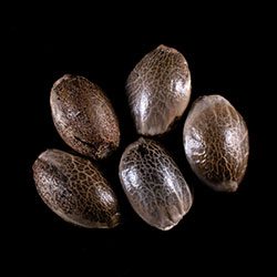 Cannabis-samen: Gorilla King Auto, 5+2 Seed