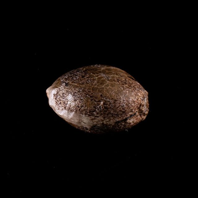 Gorilla King Auto