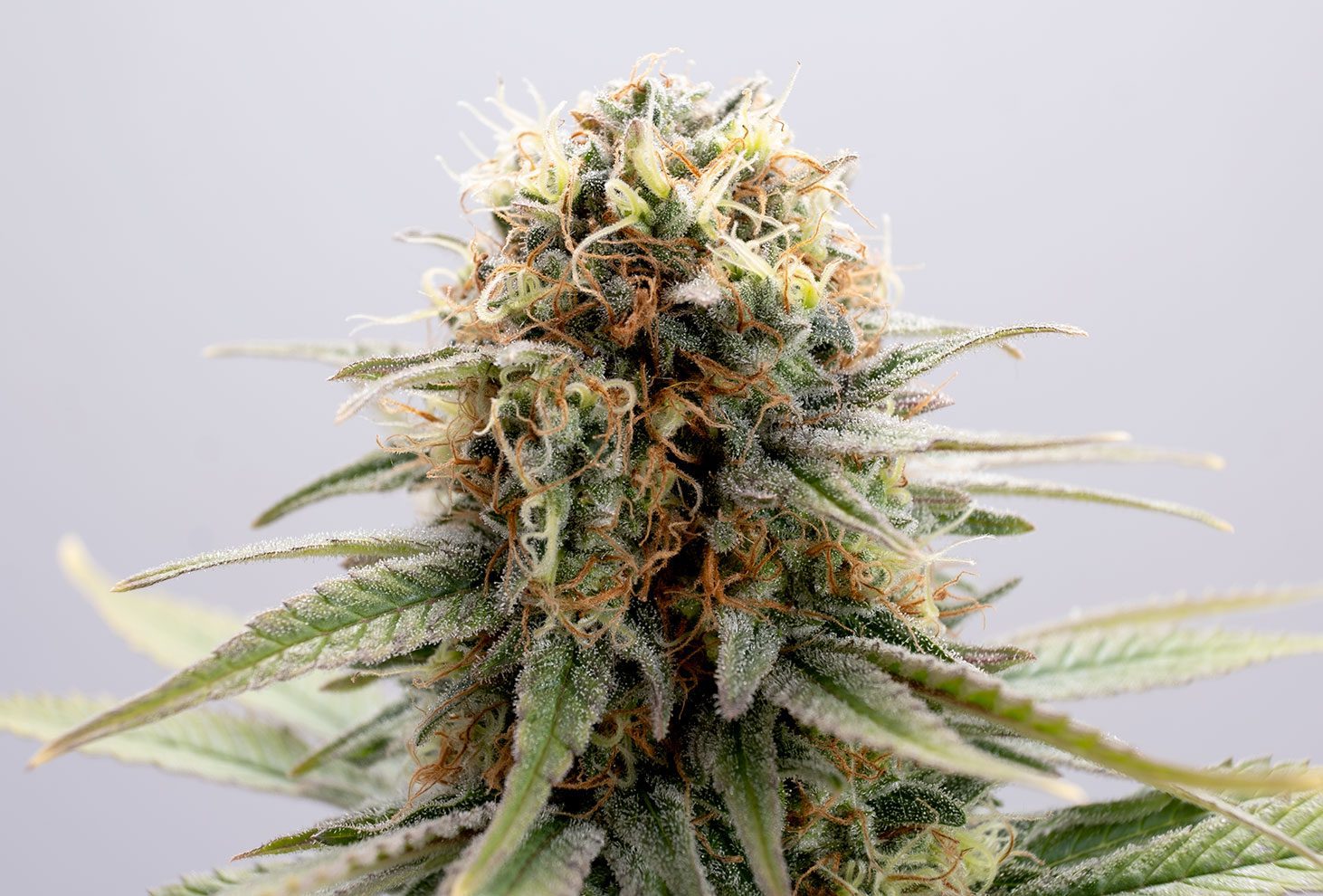 GSC