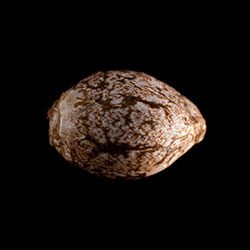 Cannabis-samen: GSC, 1 Seed