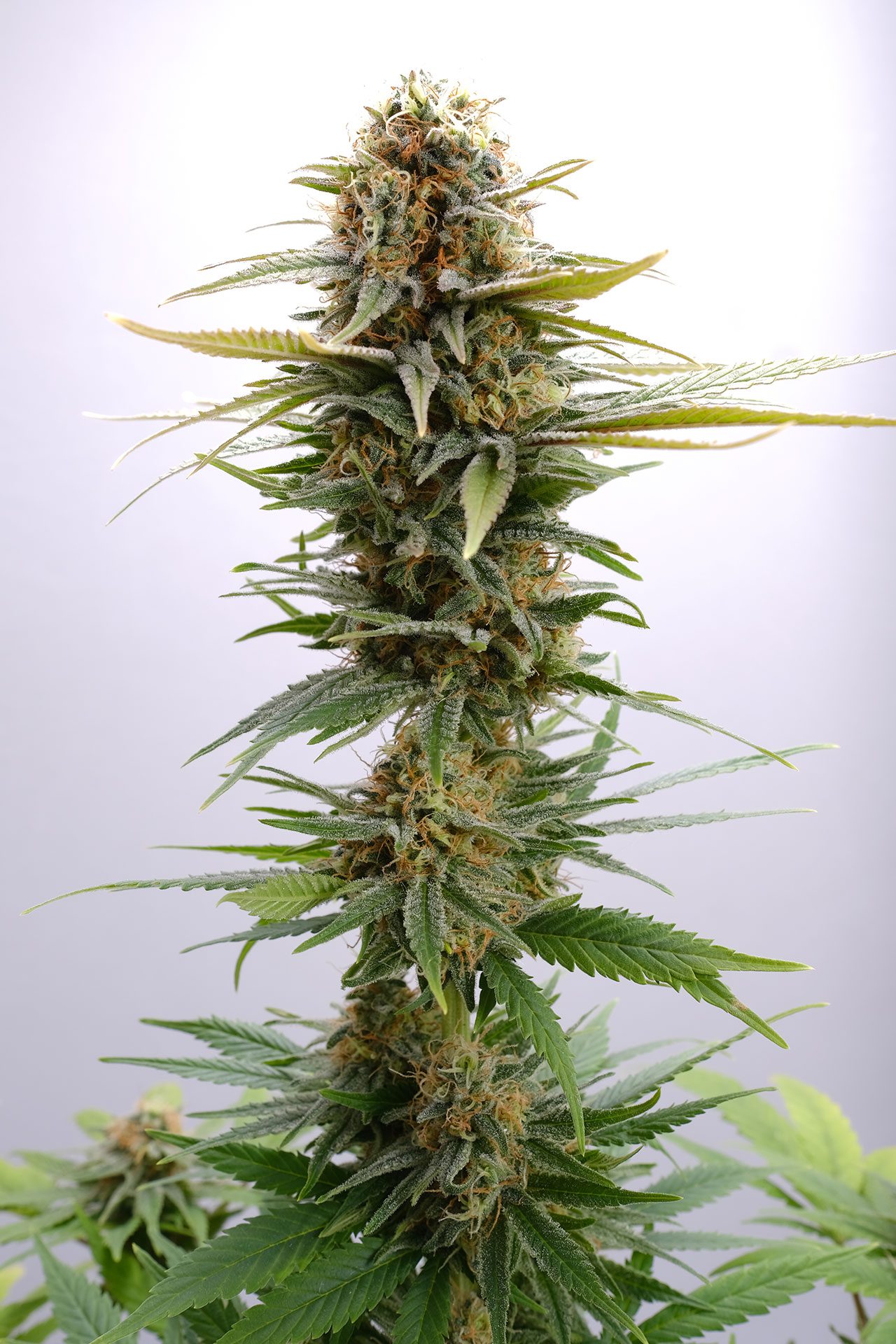 Marijuana seeds - Feminized: GSC (1)