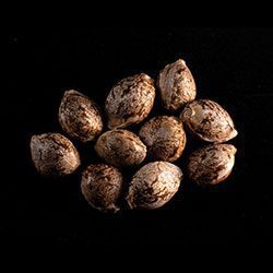 Cannabis-samen: GSC, 10+3 Seed