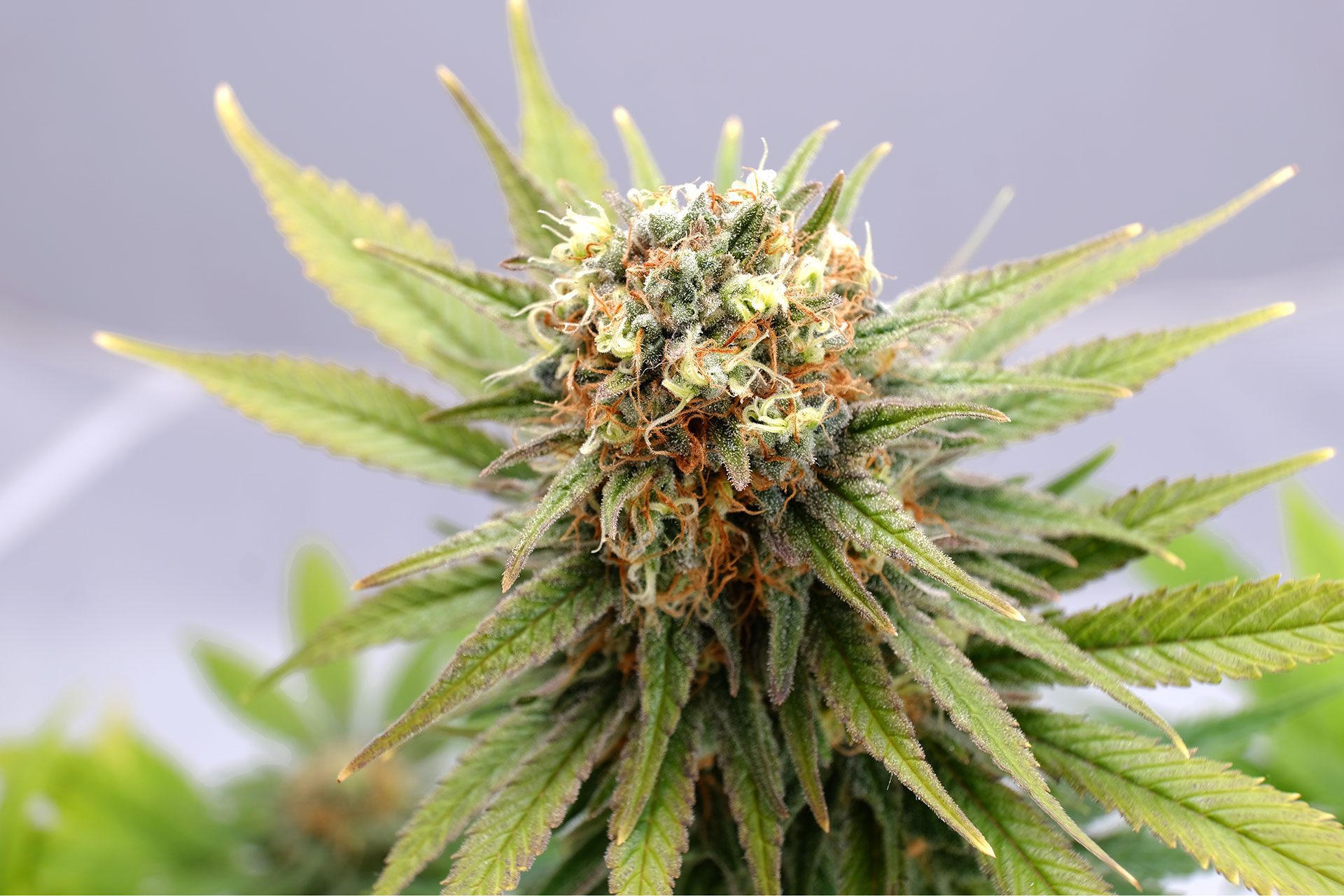 Marijuana seeds - Feminized: GSC (2)