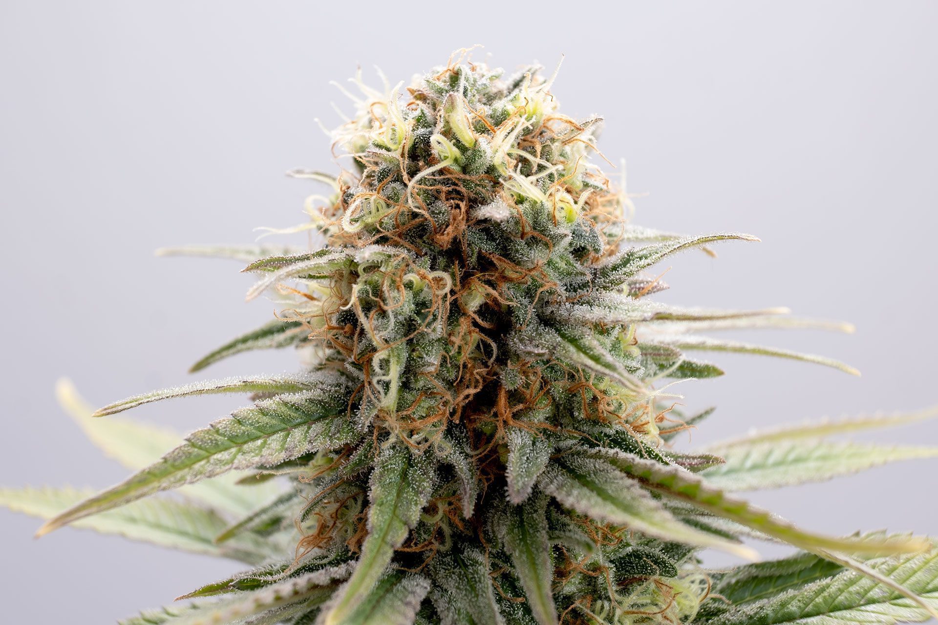 Marijuana seeds - Feminized: GSC (3)