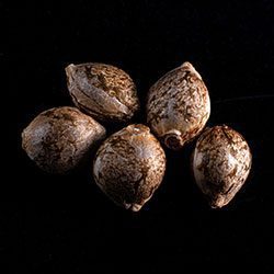 Cannabis-samen: GSC, 5+2 Seed