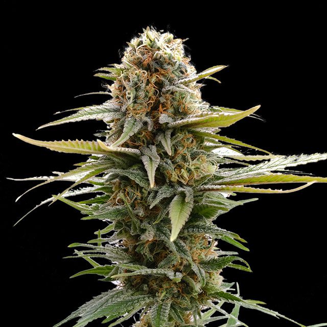 GSC