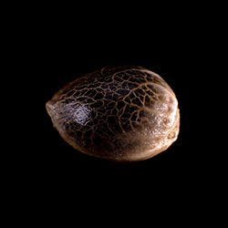 Marijuana seeds: Gypsy Kush,  1 Seed
