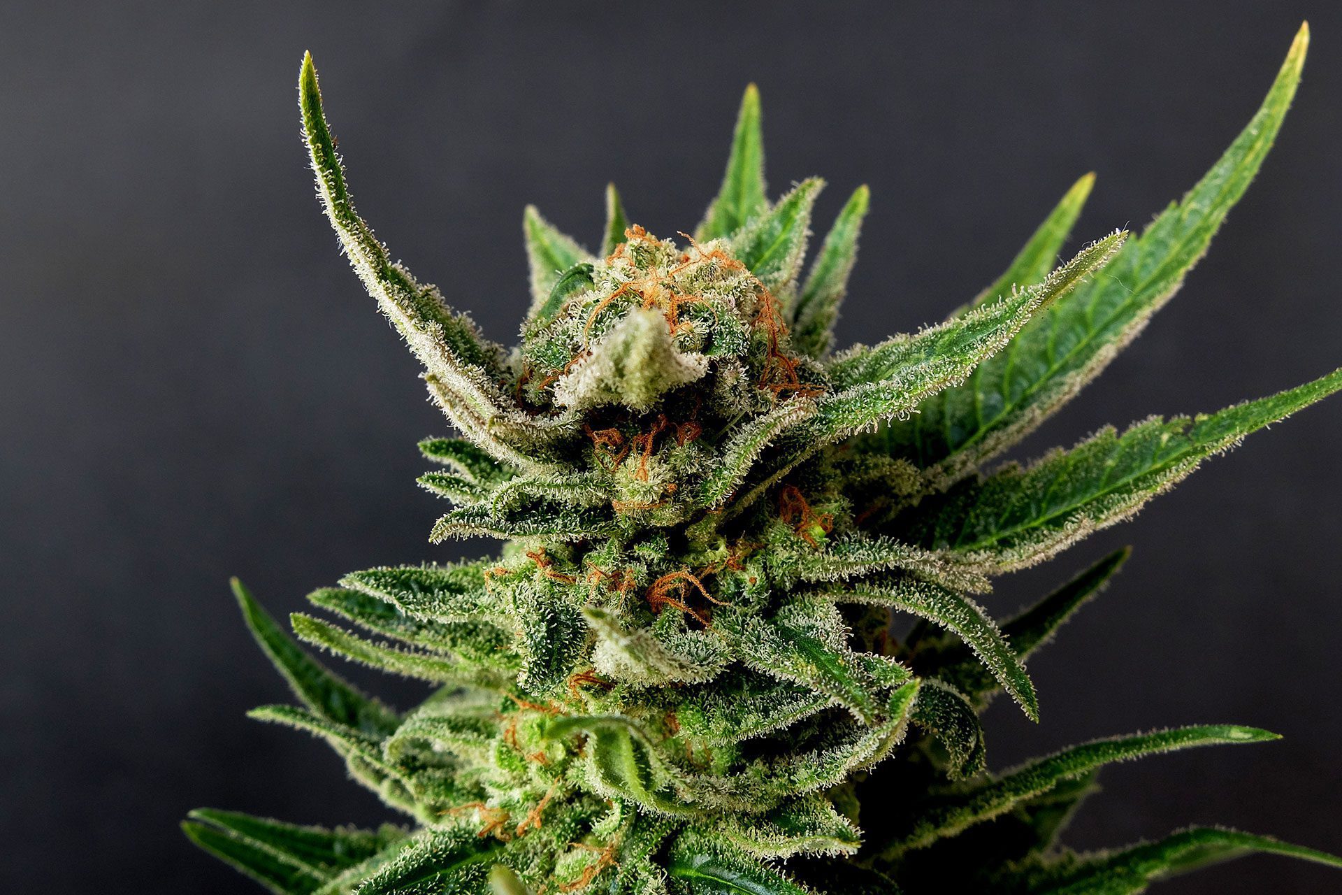 Marijuana seeds - Feminized: Gypsy Kush (1)