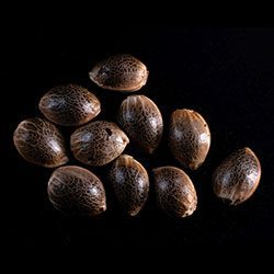 Marijuana seeds: Gypsy Kush,  10+3 Seed