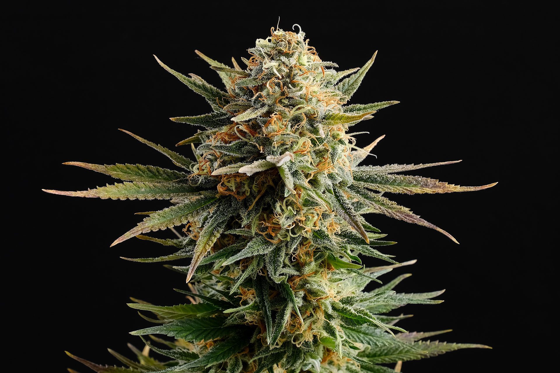 Marijuana seeds - Feminized: Gypsy Kush (2)