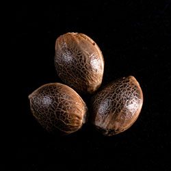Marijuana seeds: Gypsy Kush,  3+1 Seed