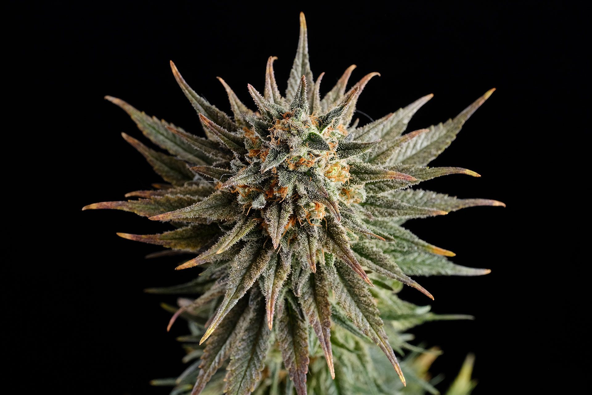 Marijuana seeds - Feminized: Gypsy Kush (3)