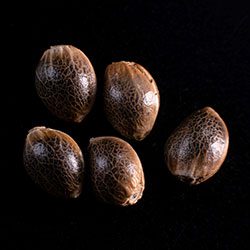 Marijuana seeds: Gypsy Kush,  5+2 Seed