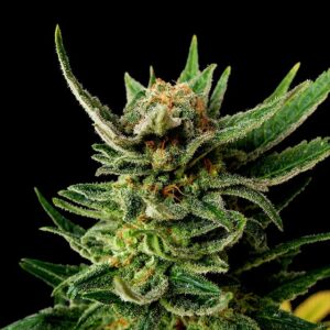 Gypsy Kush