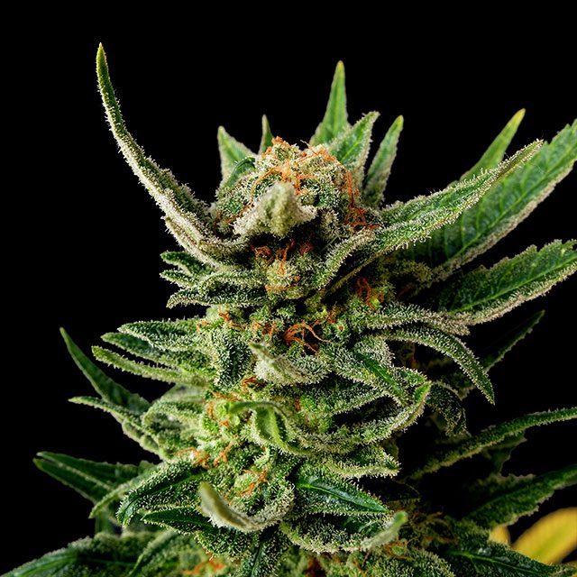 Gypsy Kush