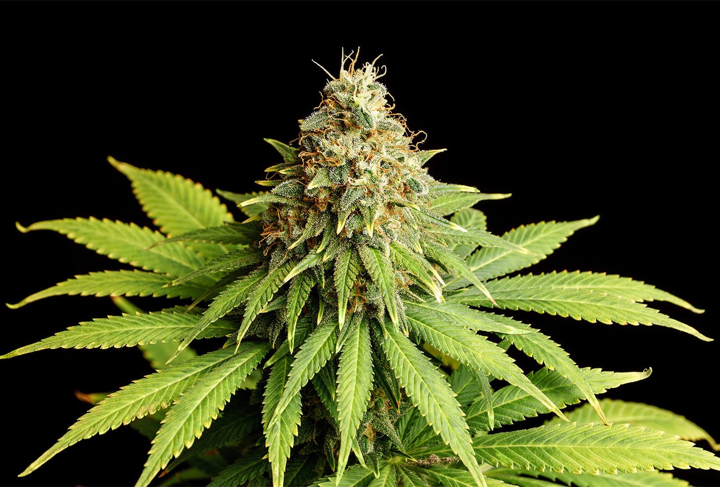 Hellfire OG