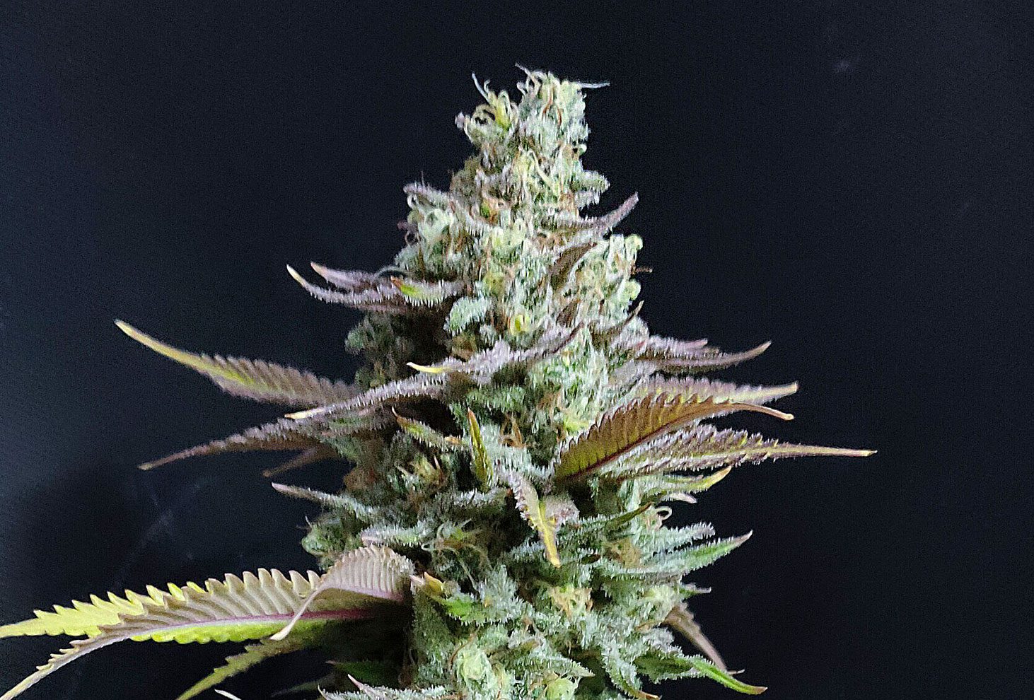 Hellfire OG