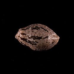 Cannabis-samen: Hellfire OG, 1 Seed