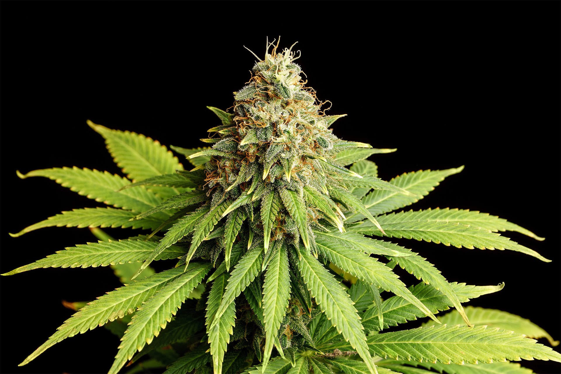 Marijuana seeds - Feminized: Hellfire OG (1)