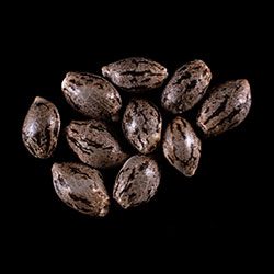 Cannabis-samen: Hellfire OG, 10+3 Seed