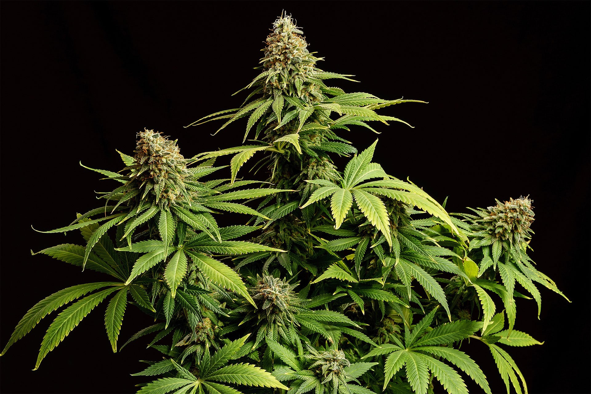 Marijuana seeds - Feminized: Hellfire OG (2)