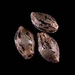 Cannabis-samen: Hellfire OG, 3+1 Seed