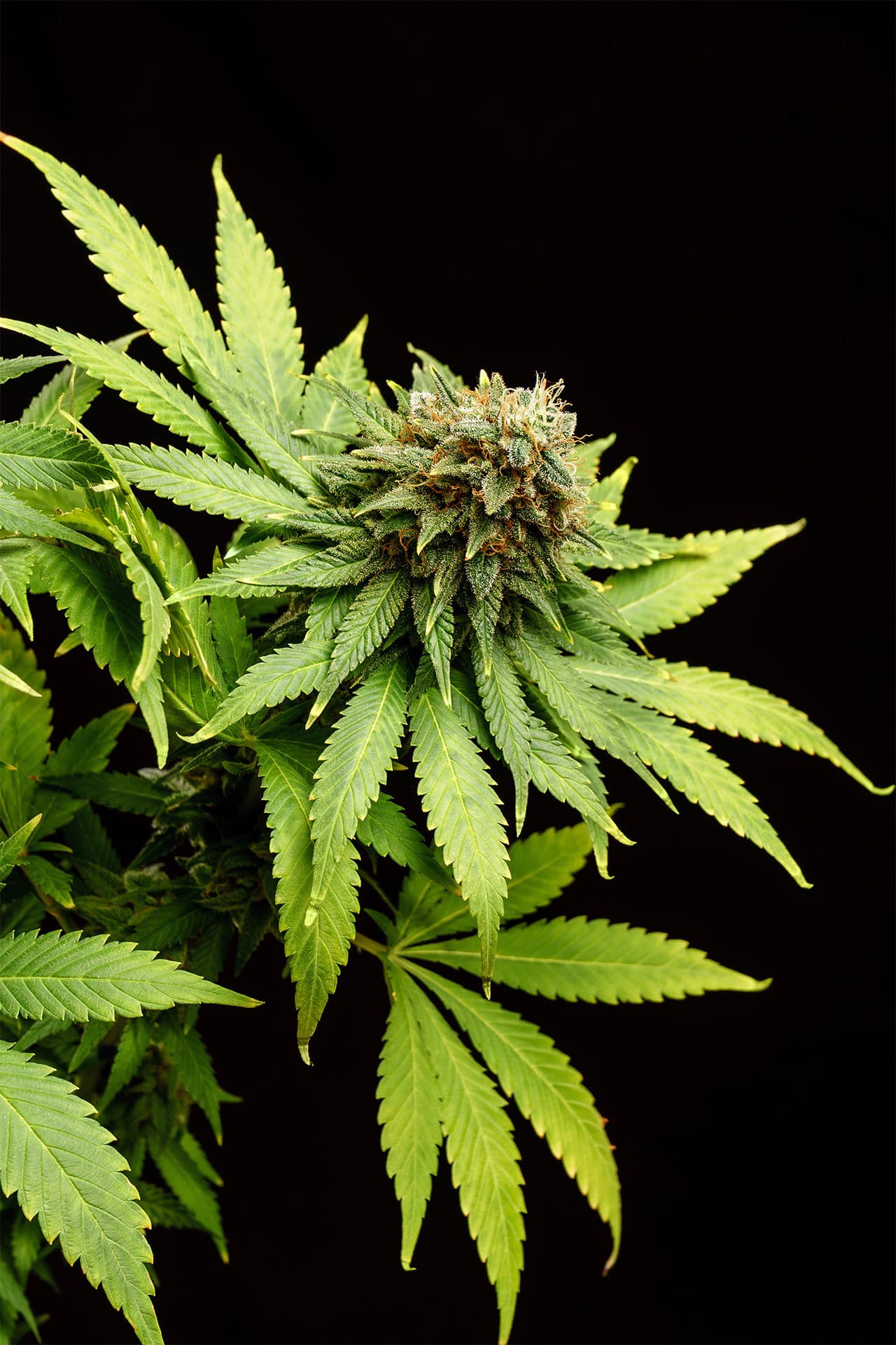 Marijuana seeds - Feminized: Hellfire OG (3)
