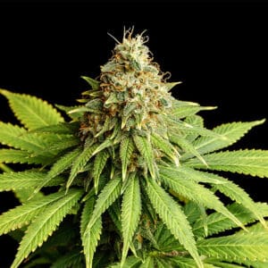 Hellfire OG