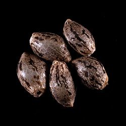 Cannabis-samen: Hellfire OG, 5+2 Seed