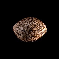Marijuana seeds: Indica Cream,  1 Seed