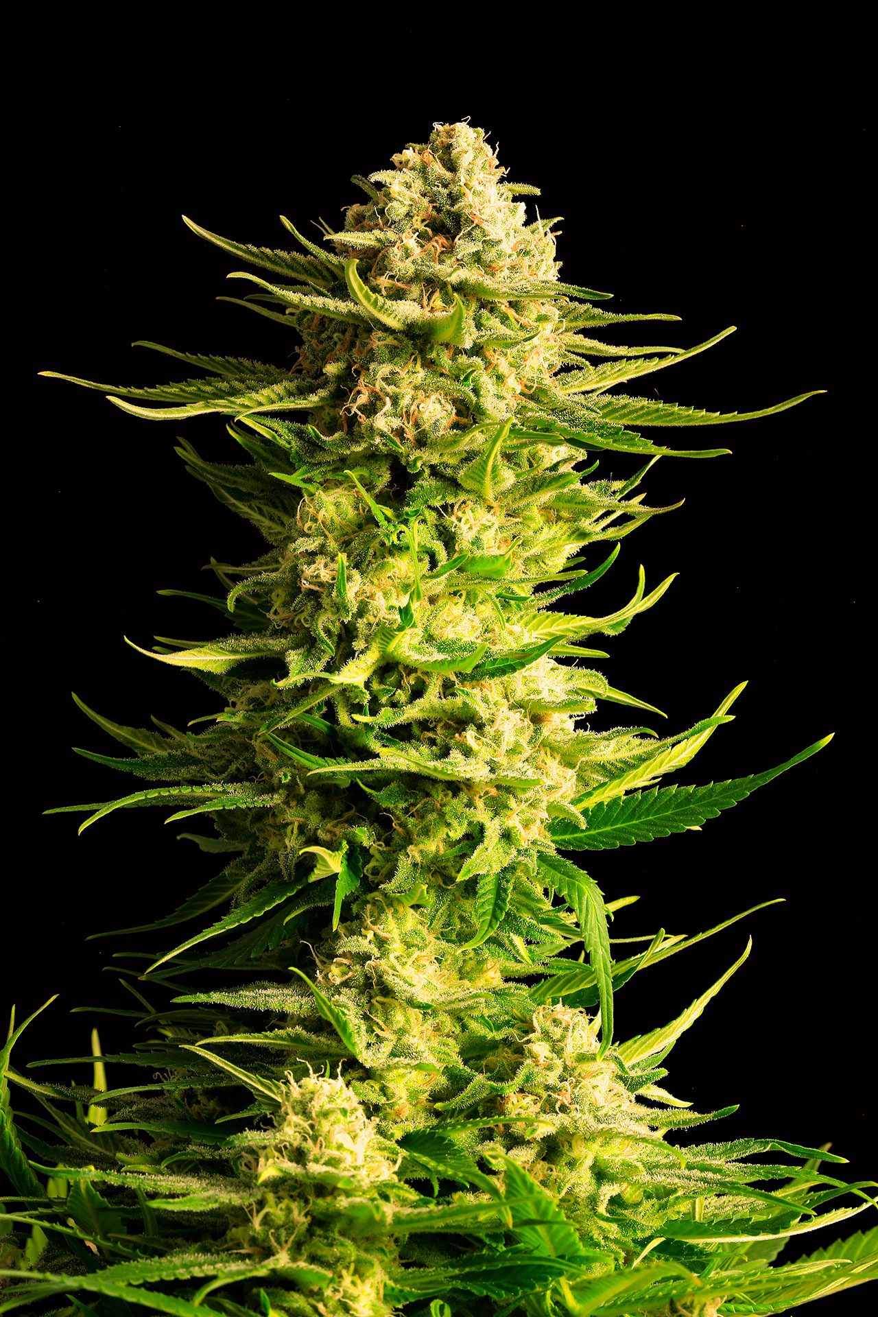 Marijuana seeds - Feminized: Indica Cream (1)