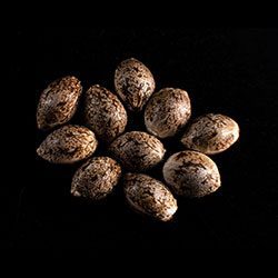Marijuana seeds: Indica Cream,  10+3 Seed