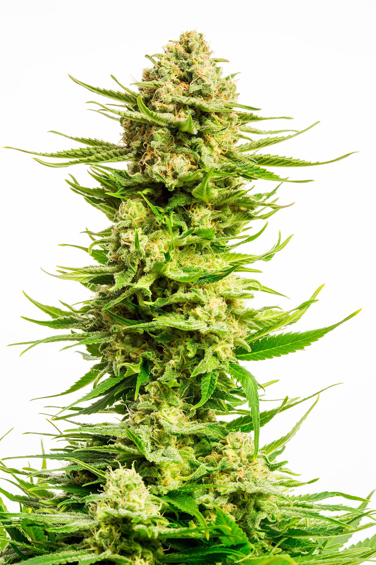 Marijuana seeds - Feminized: Indica Cream (2)