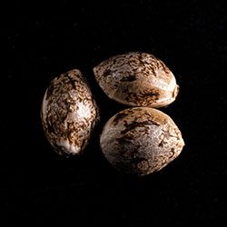 Marijuana seeds: Indica Cream,  3+1 Seed