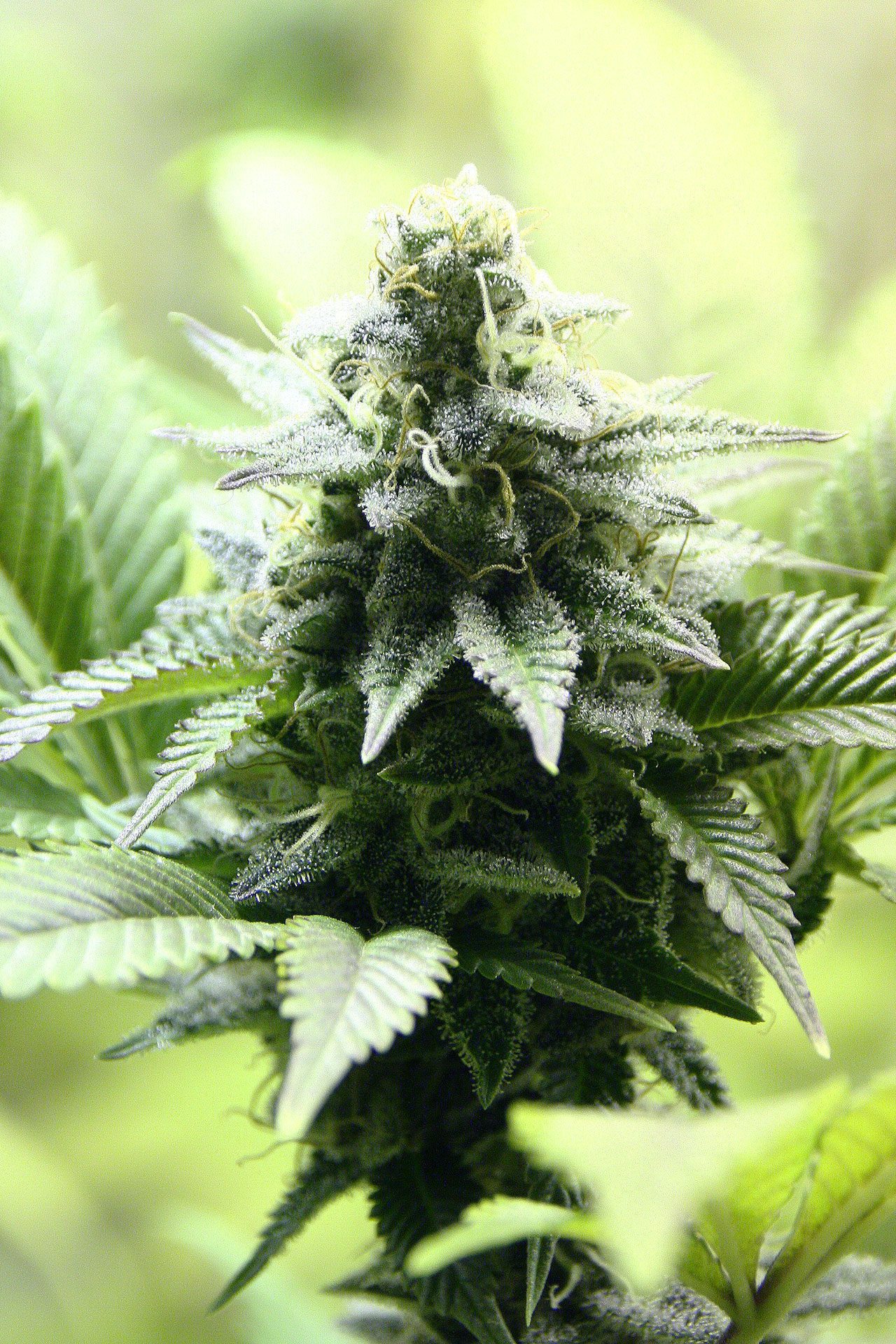 Marijuana seeds - Feminized: Indica Cream (3)