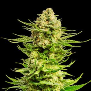 Indica Cream