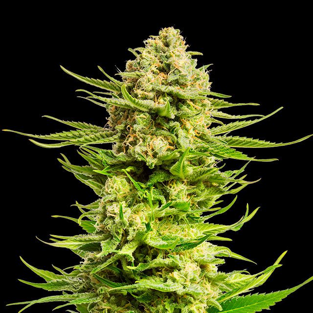 Indica Cream