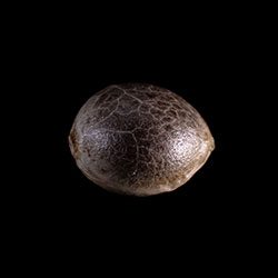 Cannabis-samen: Kaboom,  1 Seed