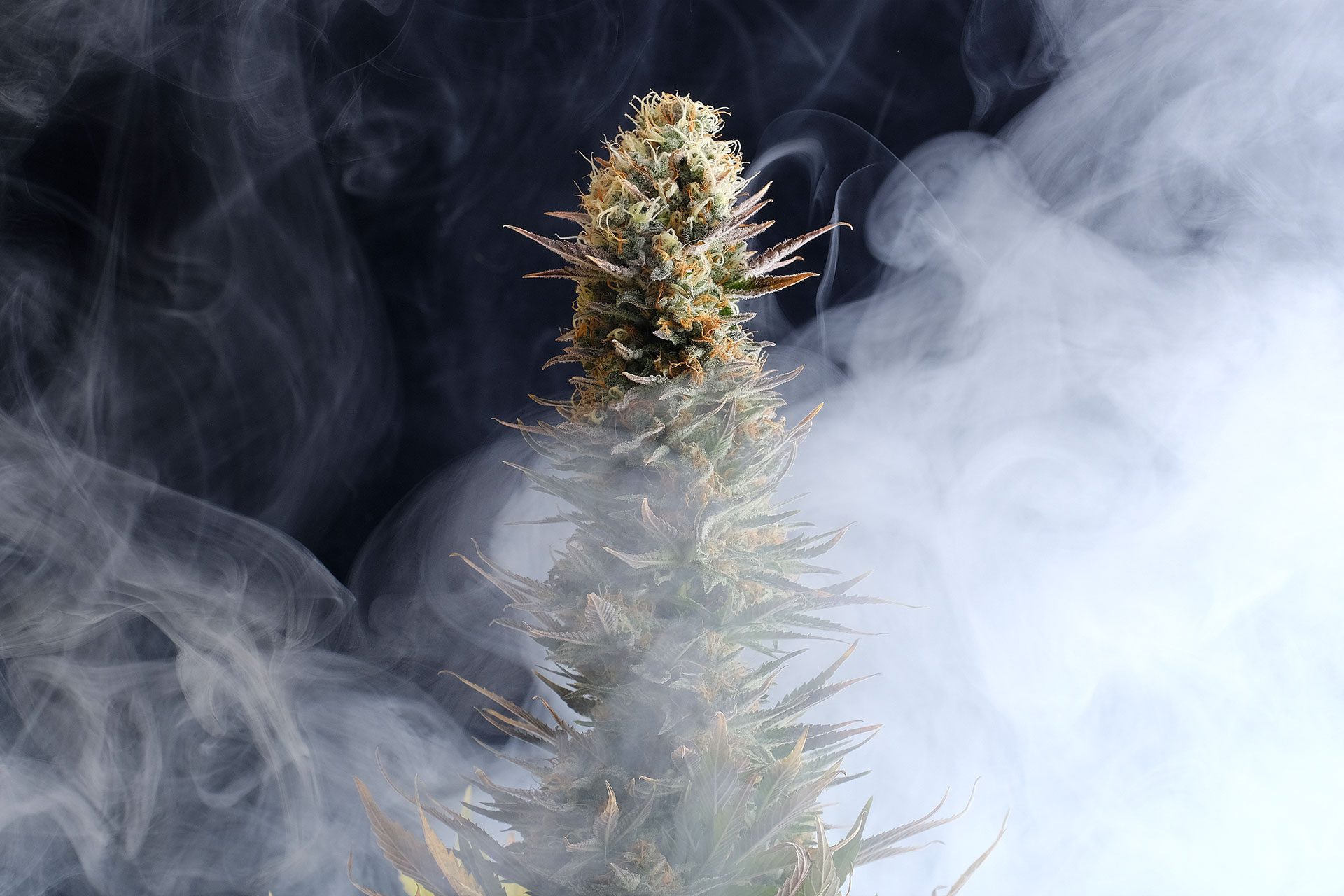 Marijuana seeds - Feminized: Kaboom (1)