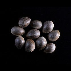 Cannabis-samen: Kaboom,  10+3 Seed