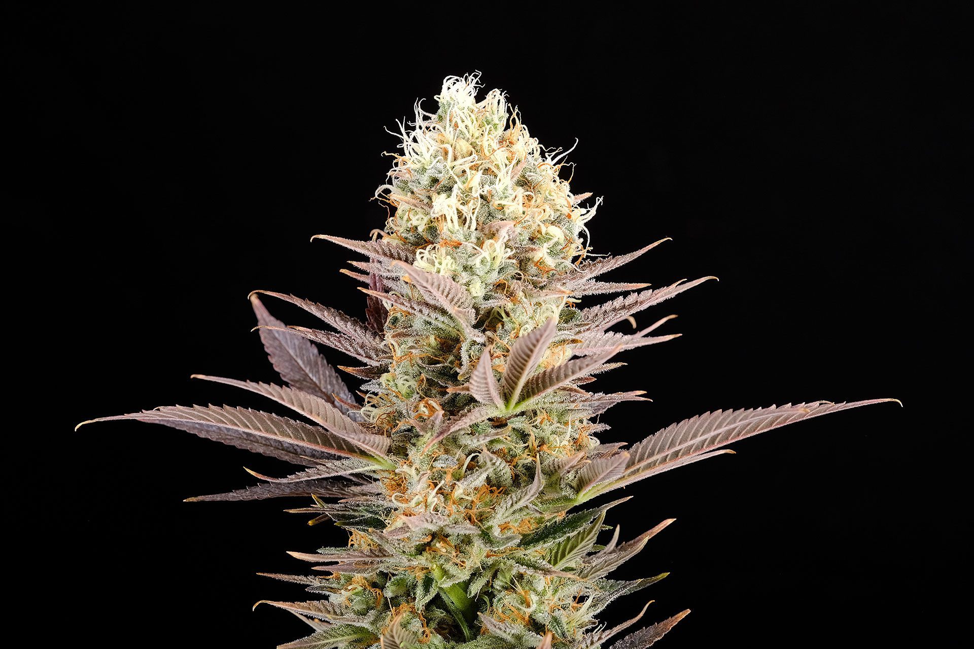 Marijuana seeds - Feminized: Kaboom (2)