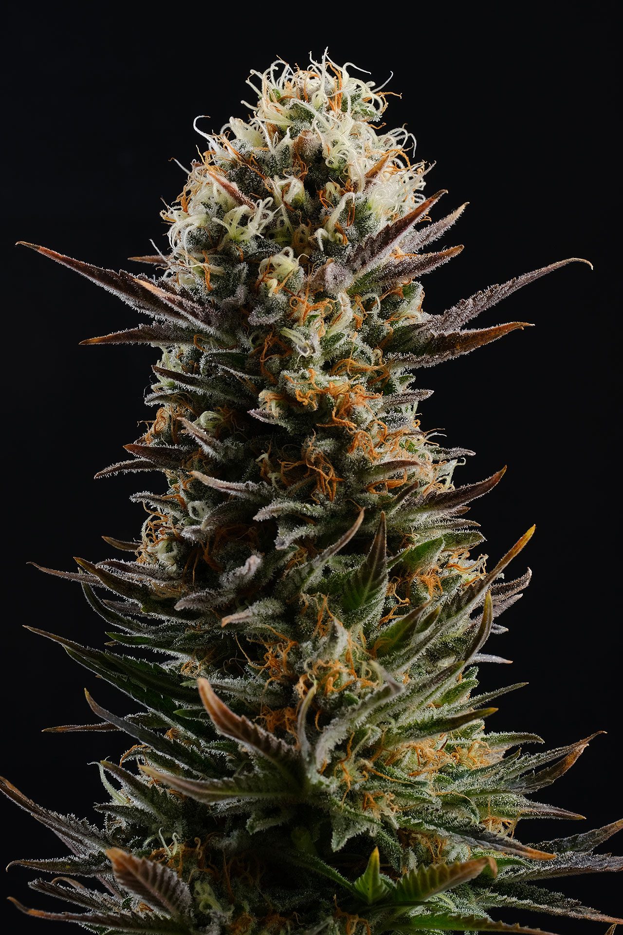 Marijuana seeds - Feminized: Kaboom (3)