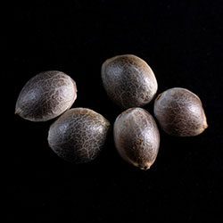Cannabis-samen: Kaboom,  5+2 Seed