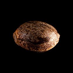 Cannabis-samen: Kama Kush CBD, 1 Seed