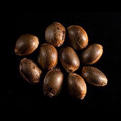Cannabis-samen: Kama Kush CBD, 10+3 Seed
