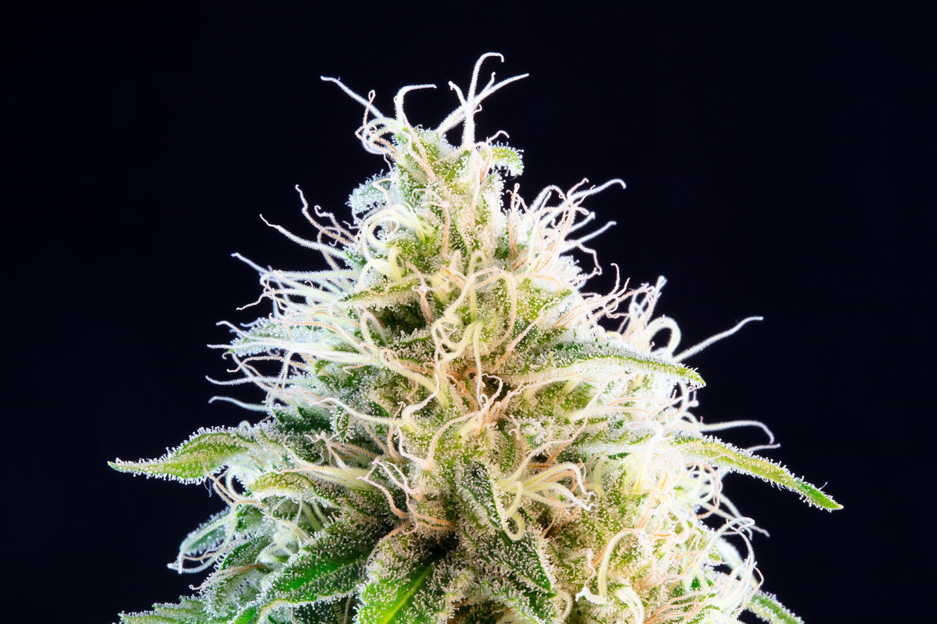 Semi di cannabis - Femminizzate: Kama Kush CBD (2)