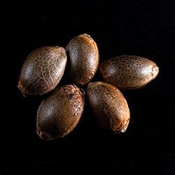 Cannabis-samen: Kama Kush CBD, 5+2 Seed