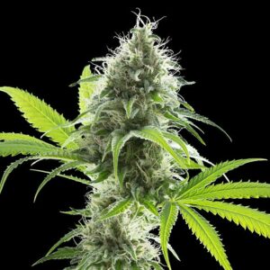 Kama Kush CBD