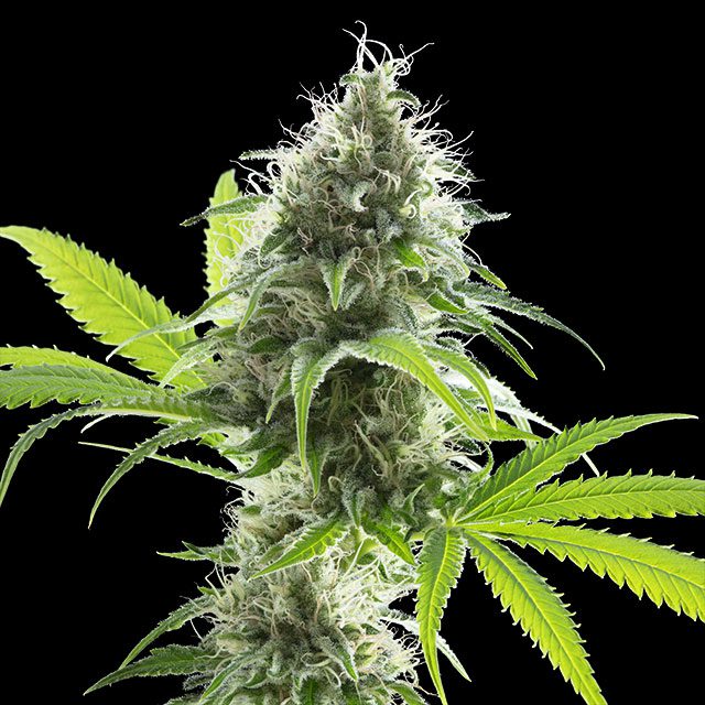 Kama Kush CBD