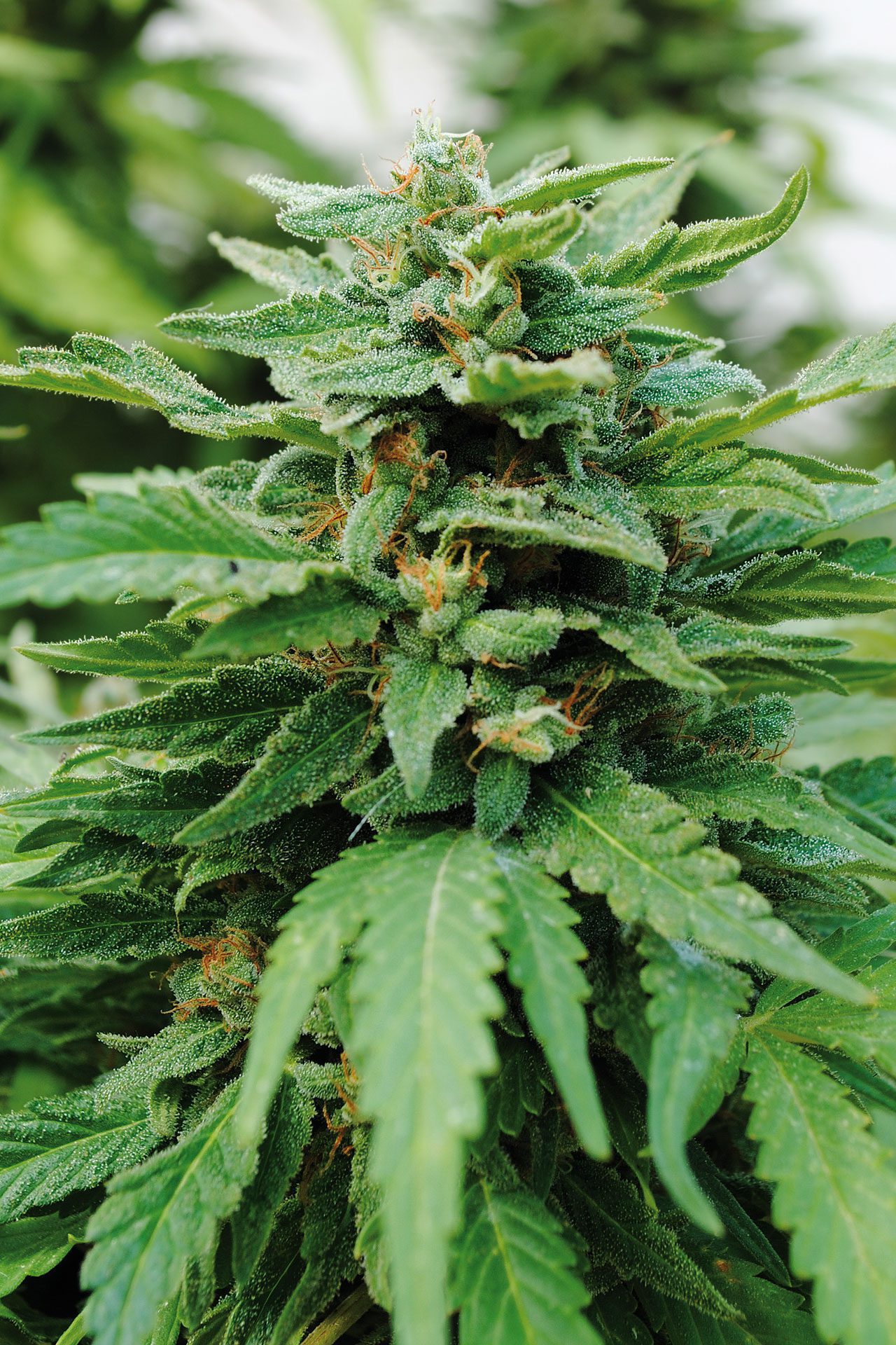 Marijuana seeds - Feminized: Karibbean Mango (1)